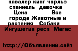  кавалер кинг чарльз спаниель -девочка › Цена ­ 45 000 - Все города Животные и растения » Собаки   . Ингушетия респ.,Магас г.